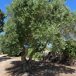 Trulli Don Diego Noci