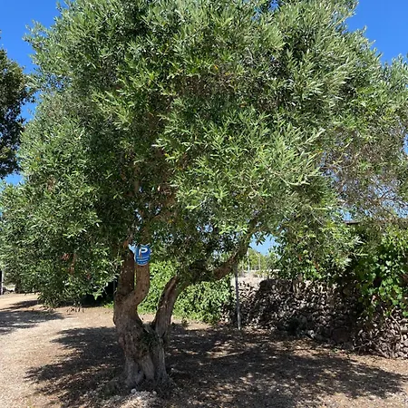 Trulli Don Diego 노치
