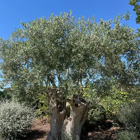 Bed & Breakfast Trulli Don Diego